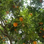 Quinta Da Norinha * Portimão